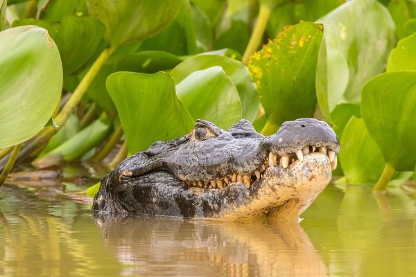 Brazil-Pantanal Jacare caiman reptile in water